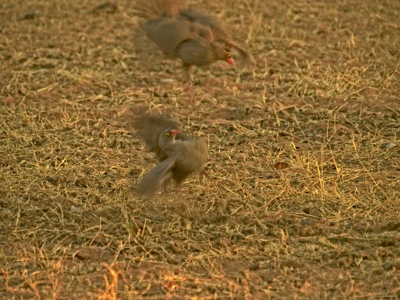 Guinea fowl, Waterberg